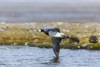 White-fronted Goose (Branta leucopsis), Geese (Anseriformes), in flight, Aventdalen, Longyearbyen,