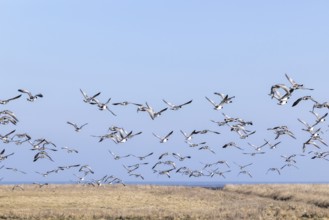 Geese gather by the sea, North Sea, Keitum, Sylt, Schleswig-Holstein