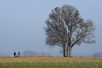 Walkers taking dogs for a walk, farmland in front of a group of ash trees, ash tree (Fraxinus
