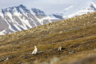 Ptarmigan (Lagopus), pair in front of mountain scenery, chicken birds (Galliformes), Aventdalen,