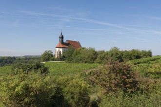 Pilgrimage church Maria im Weingarten, in a landscape of vineyards and trees under a clear blue