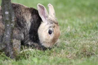 Domestic rabbit (Oryctolagus cuniculus forma domestica), tame, eat, plant, hunger, portrait,