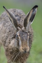 European hare (Lepus europaeus), Emsland, Lower Saxony, Germany