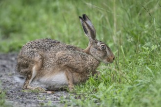 European hare (Lepus europaeus), Emsland, Lower Saxony, Germany