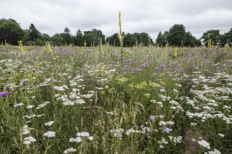 Flower meadow with large-flowered mullein (Verbascum densiflorum), Lower Saxony, Germany