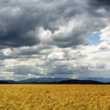 Golden wheat fields under a dramatic sky with clouds and mountains in the background near a rural