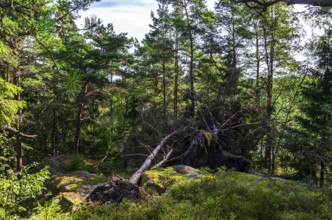 Uprooted trees in a small forest near Henan, Orust Island, Bohuslän, Västra Götalands län, Sweden