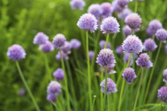 Flowering chives (Allium schoenoprasum), North Rhine-Westphalia, Germany