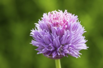 Flowering chives (Allium schoenoprasum), single flower, close-up, North Rhine-Westphalia, Germany