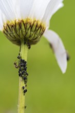 Aphids and an ant on the stem of a flower, close-up, North Rhine-Westphalia, Germany