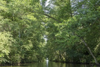 Canal between Leppinsee and Woterfitzsee, trees, Müritz National Park, Mecklenburg Lake District,