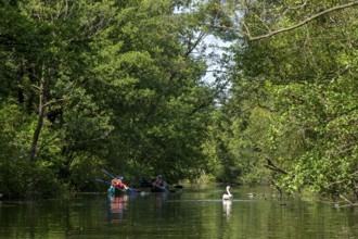 Canal Alte Fahrt between Woterfitzsee and Caarpsee, canoes, swan, trees, Müritz National Park,