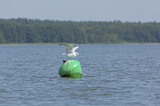 Gull, Mew Gull (Larus canus) sitting on a buoy, Woterfitzsee, Müritz National Park, Mecklenburg