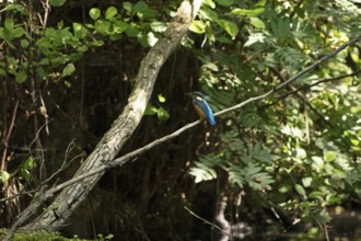 Kingfisher (Alcedo atthis) sitting on a branch, trees, Alte Fahrt canal between Bolter Schleuse and
