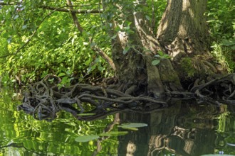 Rootstock of a tree, Alte Fahrt canal between Bolter Schleuse lock and Caarpsee lake, Müritz