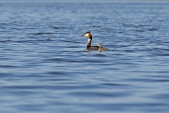 Great Crested Grebe (Podiceps ribbonfish) with juvenile, Leppinsee, Rechlin, Mecklenburg Lake