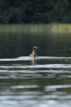 Great Crested Grebe (Podiceps ribbonfish) with juvenile, Leppinsee, Rechlin, Mecklenburg Lake