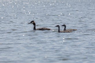 Great Crested Grebe (Podiceps ribbonfish) with young, Leppinsee, Rechlin, Mecklenburg Lake
