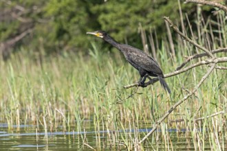 Cormorant (Phalacrocorax carbo) sitting on a branch, Leppinsee, Mecklenburg Lake District,