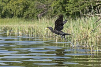 Cormorant (Phalacrocorax carbo) starts, Leppinsee, Mecklenburg Lake District, Mecklenburg-Western