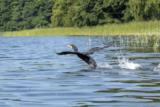 Cormorant (Phalacrocorax carbo) trying to take off from the lake, Leppinsee, Mecklenburg Lake