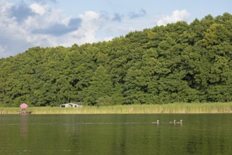 Parasol, holiday home, young great crested grebe (Podiceps Scalloped ribbonfish), Leppinsee,