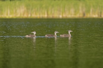 Young great crested grebe (Podiceps ribbonfish), Leppinsee, Rechlin, Mecklenburg Lake District,