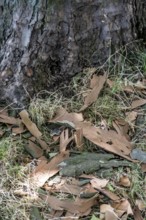 Plane trees, Platanus × acerifolia, often shed their bark in summer, the bark cannot grow with the