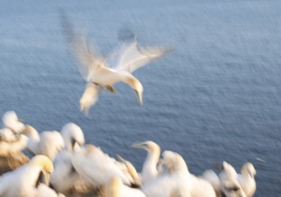 Northern gannet (Morus bassanus) (synonym: Sula bassana) with outstretched wings, with head and