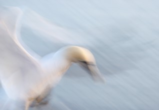 Northern gannet (Morus bassanus) (synonym: Sula bassana) with outstretched wings, with head and