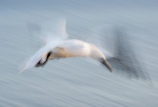 Gannet (Morus bassanus) (synonym: Sula bassana), spread, softly blurred wings, with head stretched