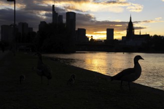 A goose sits on the banks of the Main in the evening while the sun sets between clouds behind the