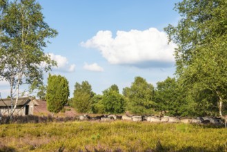 Bell heather (Ovis gmelini aries), also known as Lüneburger Heidschnucken, herd in heath landscape,