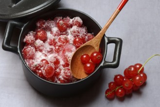 Redcurrants with sugar in pots, Ribes rubrum