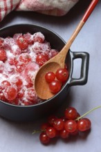 Redcurrants with sugar in pots, Ribes rubrum