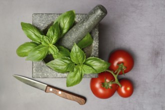 Basil in mortar and tomato, Ocimum basilicum, Solanum lycopersicum