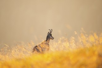 Chamois (Rupicapra rupicapra) on a meadow in the Vosges Mountains, wildlife, France