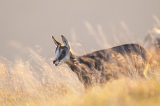 Chamois (Rupicapra rupicapra) youngster on a meadow in the Vosges Mountains, wildlife, France