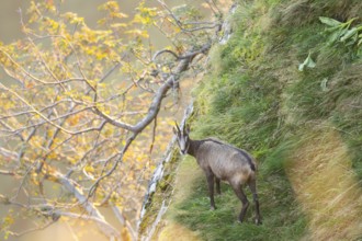 Chamois (Rupicapra rupicapra) on a mountain cliff in the Vosges Mountains, wildlife, France