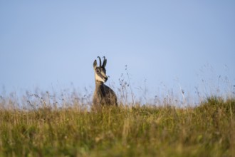 Chamois (Rupicapra rupicapra) on a meadow in the Vosges Mountains, wildlife, France