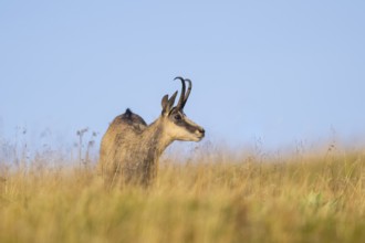Chamois (Rupicapra rupicapra) on a meadow in the Vosges Mountains, wildlife, France