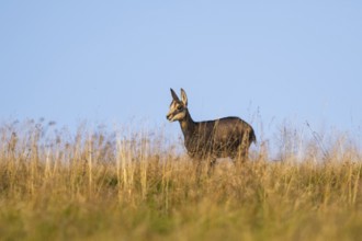 Chamois (Rupicapra rupicapra) youngster on a meadow in the Vosges Mountains, wildlife, France