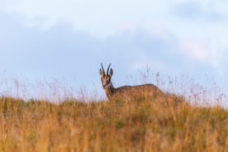 Chamois (Rupicapra rupicapra) on a meadow in the Vosges Mountains, wildlife, France