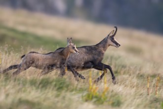 Chamois (Rupicapra rupicapra) mother with her youngster on a meadow in the Vosges Mountains,
