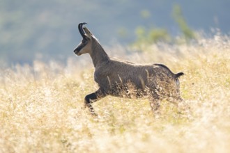 Chamois (Rupicapra rupicapra) on a meadow in the Vosges Mountains, wildlife, France