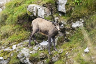 Chamois (Rupicapra rupicapra) on a mountain cliff in the Vosges Mountains, wildlife, France