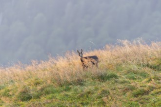 Chamois (Rupicapra rupicapra) youngster on a meadow in the Vosges Mountains, wildlife, France