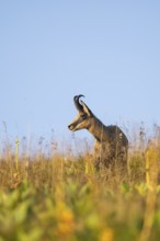 Chamois (Rupicapra rupicapra) on a meadow in the Vosges Mountains, wildlife, France