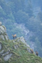 Chamois (Rupicapra rupicapra) on a mountain cliff in the Vosges Mountains, wildlife, France