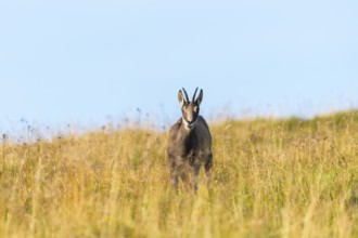 Chamois (Rupicapra rupicapra) on a meadow in the Vosges Mountains, wildlife, France